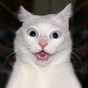 Create meme: funny cats, cute cats funny, cat in shock
