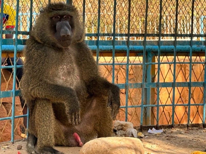 Create meme: female baboon, baboon , baboon 