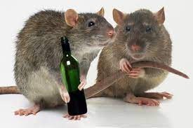 Создать мем: крысы подружки, крыса, крыса мышь