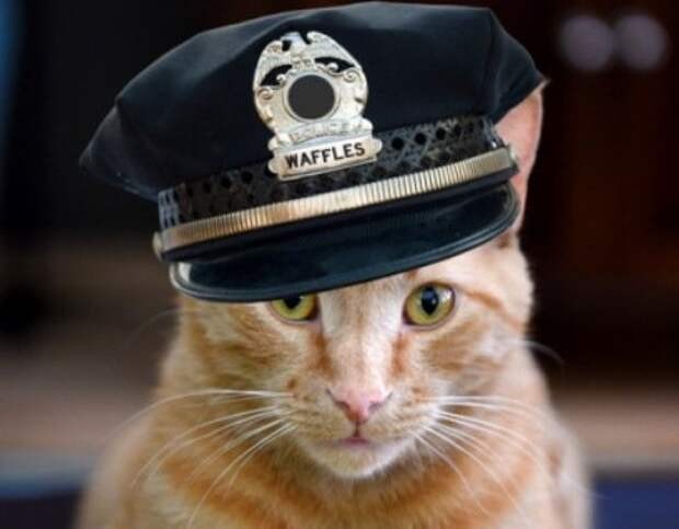Создать мем: кот полицейский арт, кот полицейский из стикеров, кот полицейский
