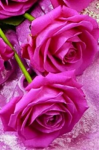 Создать мем: любимые цветы, открытка с розами, красивые цветы розовые