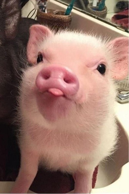 Создать мем: маленькая свинка, красивая свинка, милая хрюшка