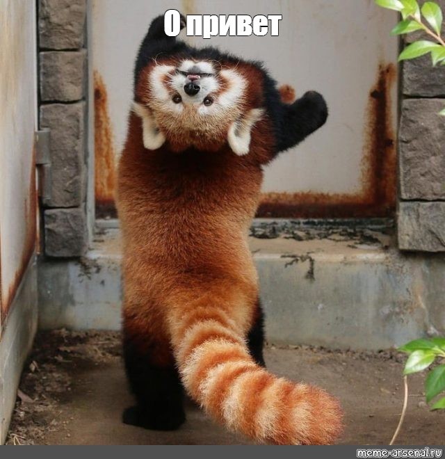 Create Meme Red Panda And Raccoon Red Panda Paw Red Panda