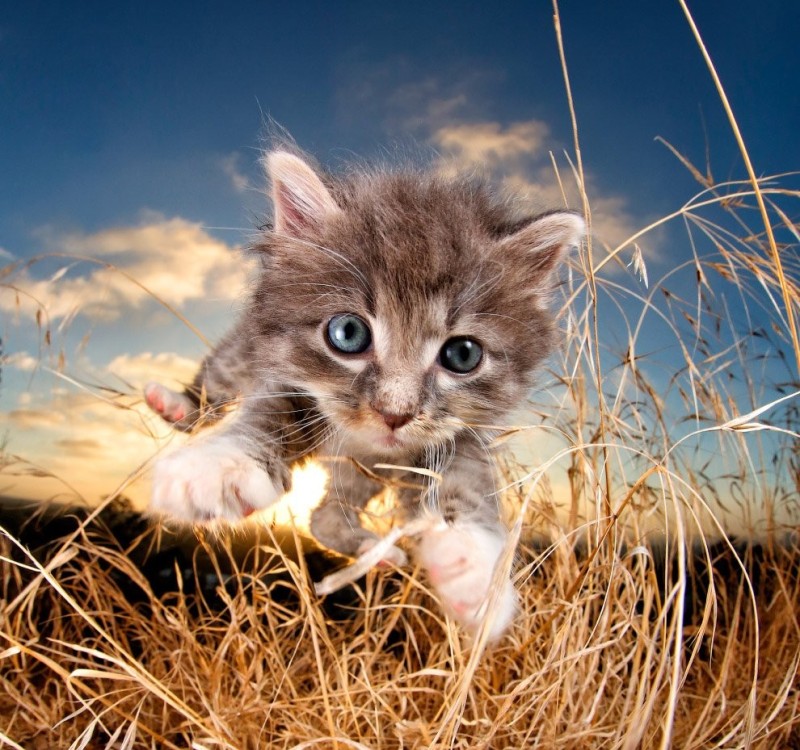 Create meme: kitties , cute kittens, The kitten is beautiful