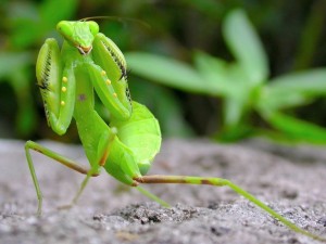 Create meme: sphodromantis viridis praying mantis, mantis, the mantis green