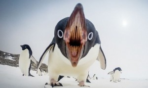 Create meme: penguin bird, penguin