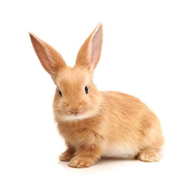 Создать мем: зайчик на белом фоне, рыжий кролик, оранжевый кролик