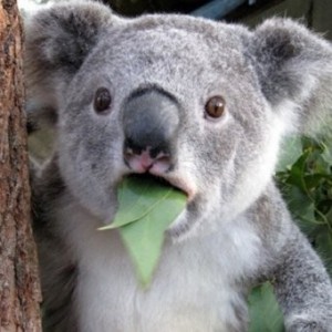 Создать мем: коала удивление, удивленная коала мем, коала смешные картинки