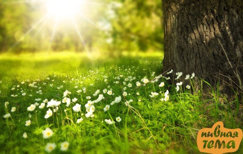 Create meme: Sunny spring, spring nature, Nature is life