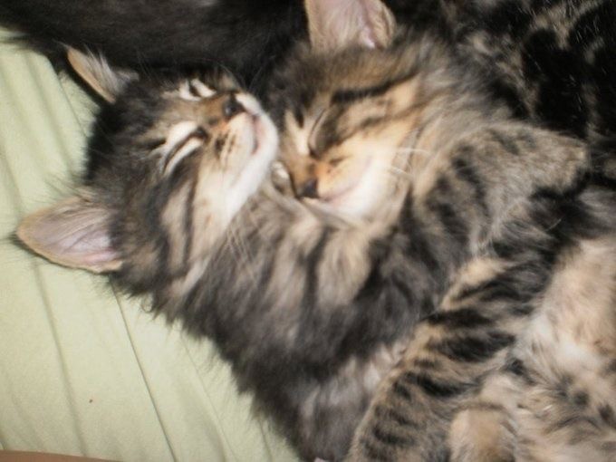 Create meme: cats kittens, cat hugs kitten, happy cat mom