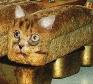Создать мем: котики, котик в хлебе, кот