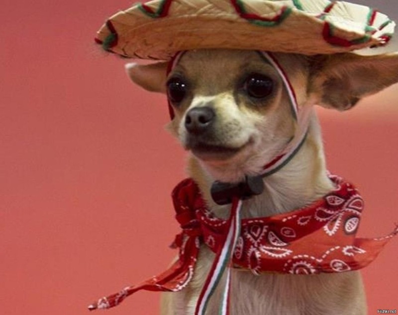 Create meme: buenos dias pedrias chihuahua, buenos dias pedrilos, Chihuahua funny