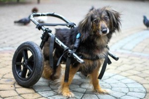 Создать мем: инвалидная коляска для собак, энимал мобайл инвалидные коляски для собак, собака