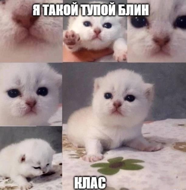 Create meme: cat kitten, cute cats , the British silvery chinchilla