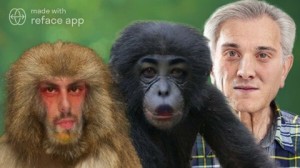 Create meme: gorilla and chimpanzee, monkey animals, chimpanzees
