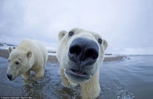 Создать мем: полярный медведь, белый медведь улыбается, удивленный белый медведь