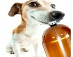 Create meme: Jack Russell Terrier, dog Jack Russell