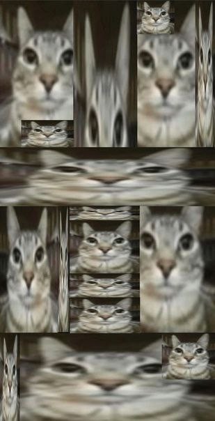 Create meme: funny cats , Barsik , animals cute