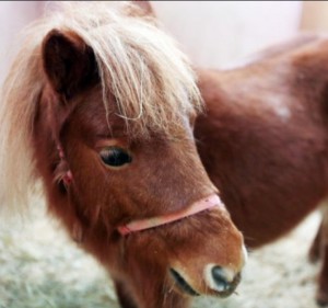 Create meme: horse, portrait of a pony horse, horse