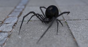 Create meme: a black widow spider aesthetic, steatoda black spider, a black widow spider
