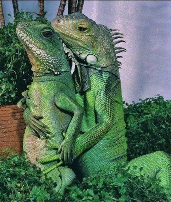 Create meme "iguana, lizard " - Pictures - Meme-arsenal.com.