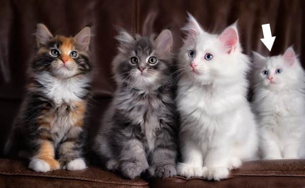 Create meme: kittens of different breeds, Ragdoll and Maine Coon, kitties 