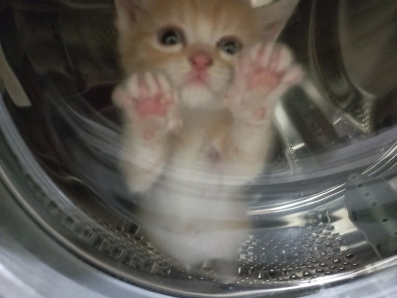 Create meme: ginger cat in the washing machine, cat , seals 