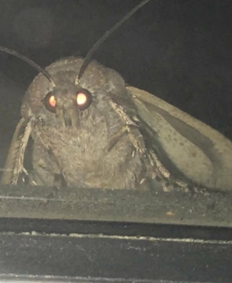 Create meme: mol, moth meme, scary moth