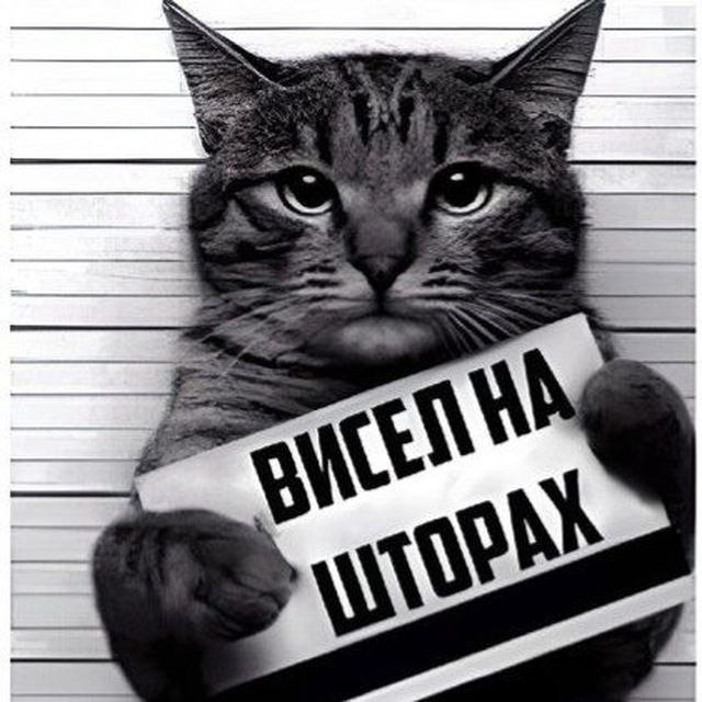 Создать мем: котик арестант, котик с табличкой, кот с табличкой