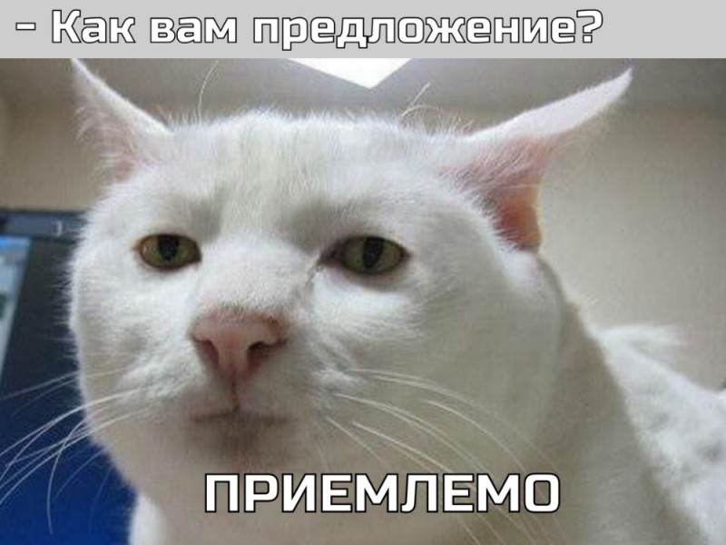 Создать мем: плачущий кот из мема, кот, серьезный белый кот