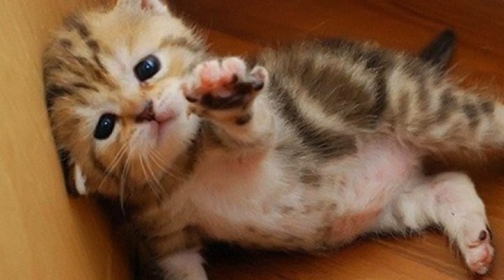 Create meme: cute kittens, very cute kittens , cute cats funny