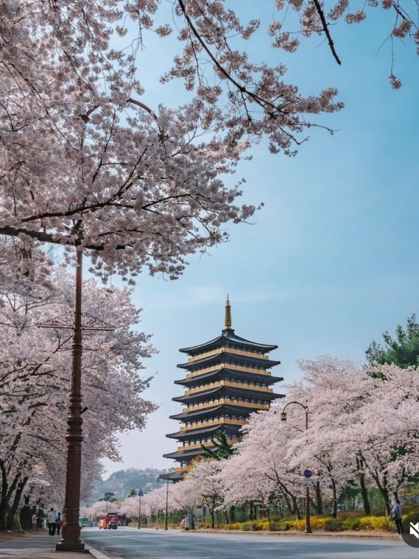 Create meme: cherry blossom, Japanese pagoda, Hubei china sakura