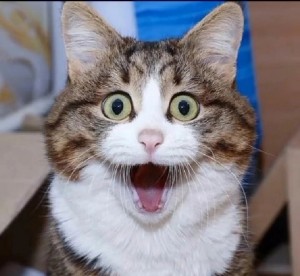 Create meme: surprised kitty, scared cat meme, cat