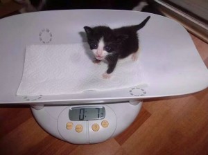 Создать мем: кот, жирный кот на весах, я толстая котёнок на весах