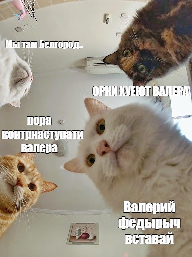 Создать мем: наташа и коты мемы, кот, наташ коты