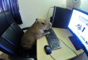 Создать мем: capybara, мышь за компьютером, хомяк за компом