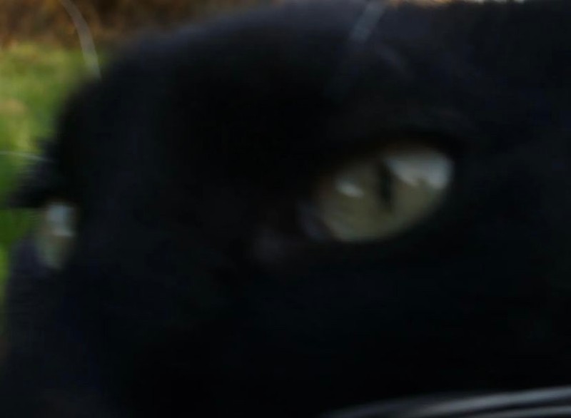 Создать мем: кот, кошачий глаз, черная кошка