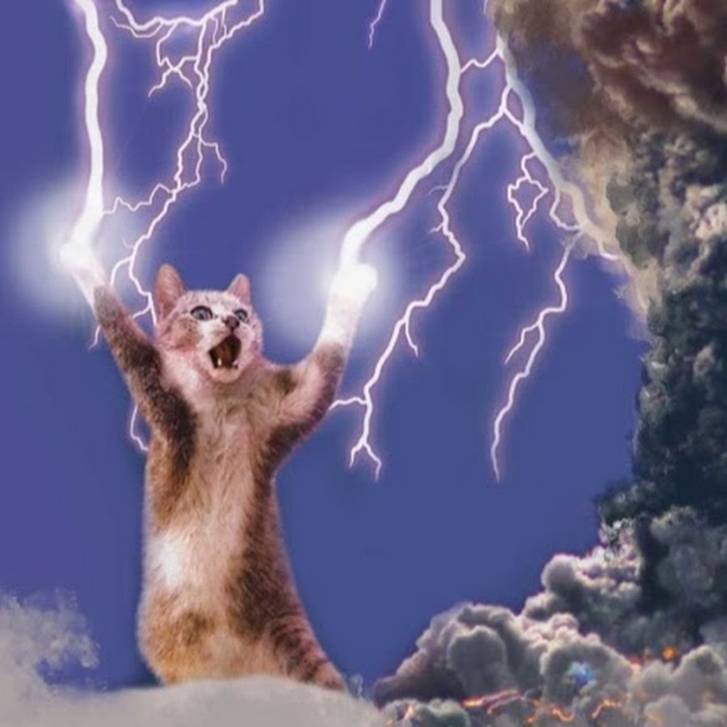 Создать мем: кошка, гром молния, кот