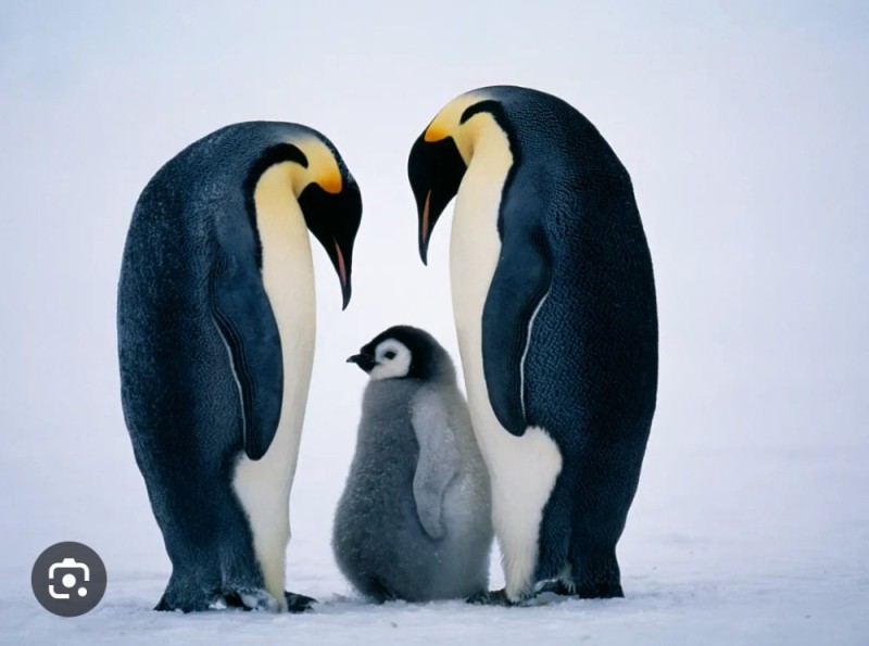 Создать мем: пингвины фотографии, пингвин, большие пингвины
