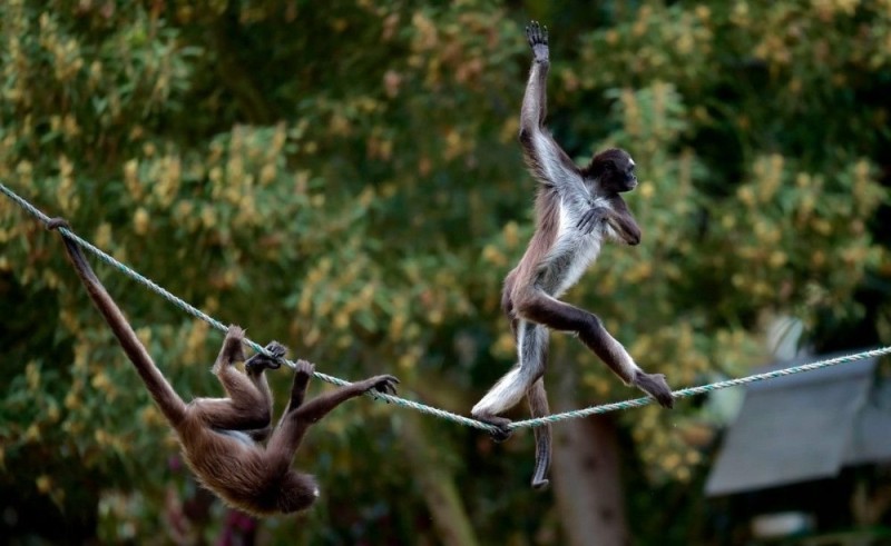 Create meme: monkey on a tightrope, wildlife , monkey tightrope walker