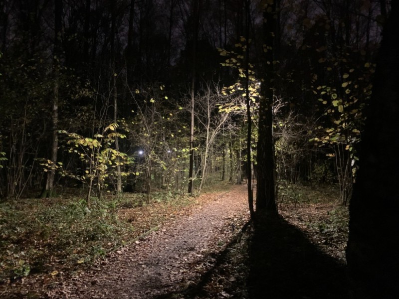 Create meme: in the forest at night, nature , light in the dark forest