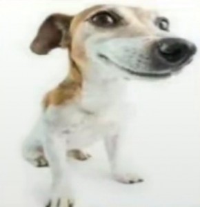 Создать мем: портрет собаки, собака на белом фоне, рассел терьер