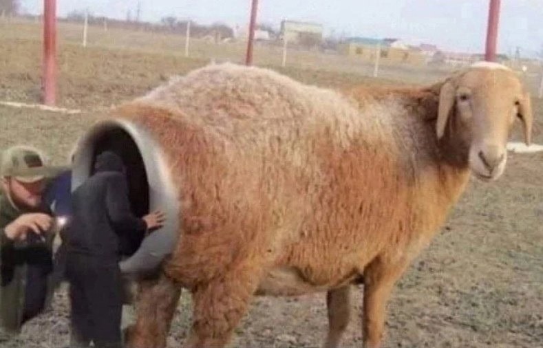 Создать мем: овца баран, курдючная порода овец, курдючный баран