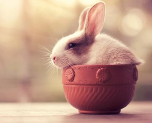 Создать мем: милые кролики обои, кролик, кролики красивые