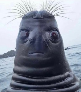 Создать мем: морской котик вверх ногами, тюлень ждун мем, тюлень
