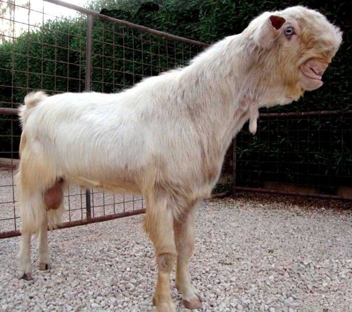 Create meme: Damascus goat Shami, goat breeds, unusual breeds of pets