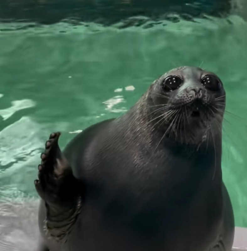 Create meme: seal seal, baikal seal sealarium, nerpinarium