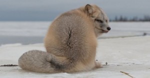 Создать мем: лиса, лисица, arctic fox