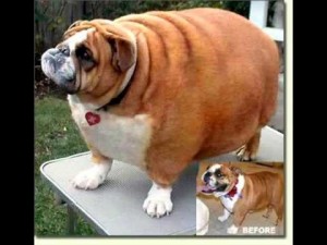 Create meme: Fat dog