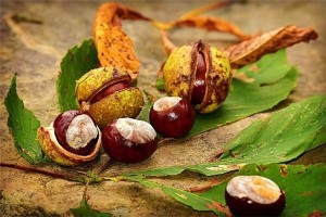 Create meme: chestnut walnut, pictures of chestnuts, chestnut